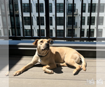 Small #11 Retriever  Mix