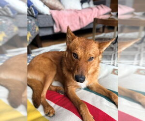 Finnish Spitz-Unknown Mix Dogs for adoption in San Bernardino, CA, USA