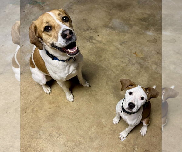 Medium Photo #4 Mutt Puppy For Sale in Spotsylvania, VA, USA
