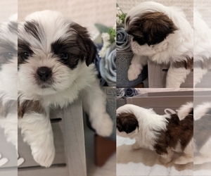 Shih Tzu Puppy for Sale in ATWATER, California USA