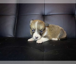 Pembroke Welsh Corgi Puppy for sale in BREMEN, MN, USA
