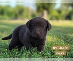 Small Photo #34 Labrador Retriever Puppy For Sale in EDGEWOOD, TX, USA