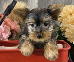 Small #4 Yorkshire Terrier