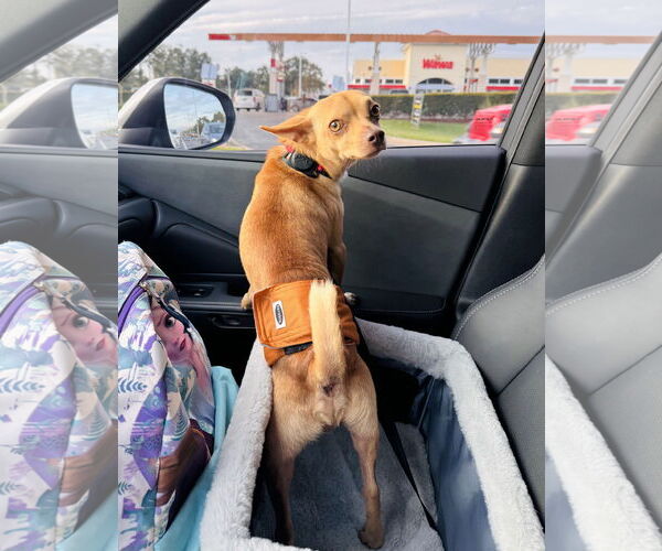 Medium Photo #9 Chihuahua Puppy For Sale in Valrico, FL, USA