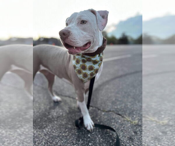 Medium Photo #15 American Pit Bull Terrier-Unknown Mix Puppy For Sale in Germantown, OH, USA