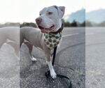 Small #14 American Pit Bull Terrier Mix