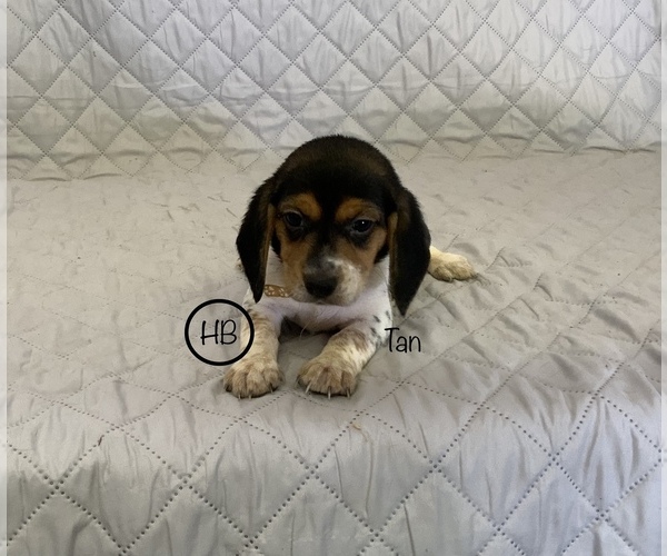Medium Photo #1 Beagle Puppy For Sale in MUSTANG, OK, USA