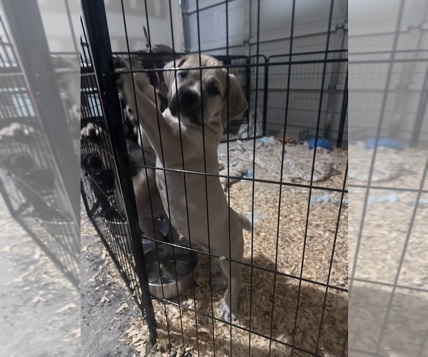 Medium Photo #3 Cane Corso-Mastiff Mix Puppy For Sale in NEW CANEY, TX, USA