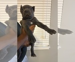 Small #2 Cane Corso