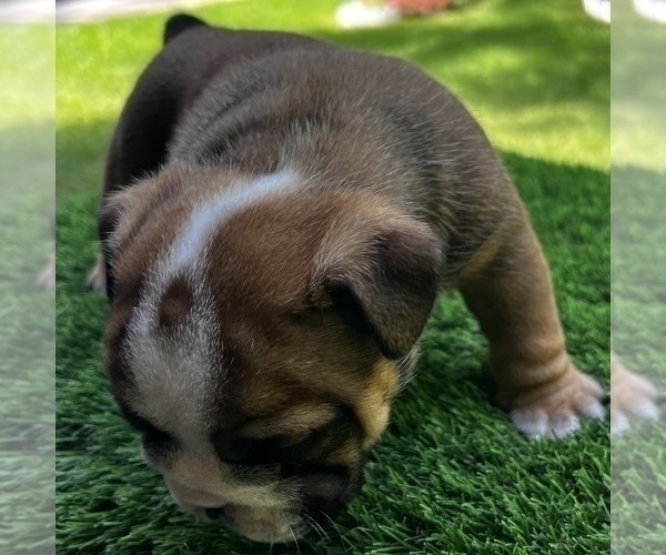Medium Photo #9 Bulldog Puppy For Sale in STOCKBRIDGE, GA, USA