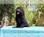 Small #3 Poodle (Toy)