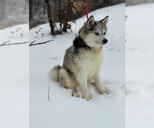 Father of the Alaskan Klee Kai-Pomsky Mix puppies born on 07/18/2026