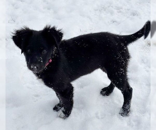 Medium Photo #1 Labrador Retriever-Unknown Mix Puppy For Sale in Genesee, WI, USA