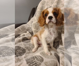 Cavalier King Charles Spaniel Puppy for sale in KANSAS CITY, MO, USA