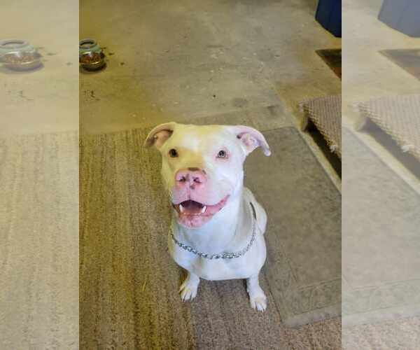Medium Photo #1 American Pit Bull Terrier-Huskies  Mix Puppy For Sale in Lockport, NY, USA