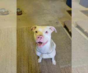 American Pit Bull Terrier-Huskies Mix Dogs for adoption in Lockport, NY, USA