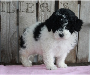 Poodle (Miniature) Puppy for sale in FREDERICKSBURG, OH, USA