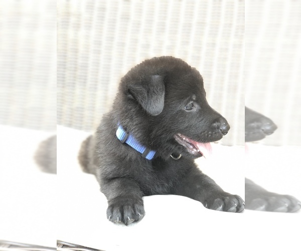 Medium Photo #7 German Shepherd Dog Puppy For Sale in BIRMINGHAM, PA, USA