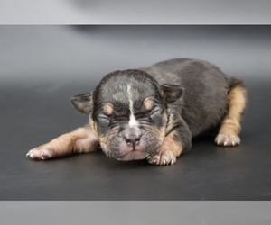 American Bully Puppy for Sale in CHAMPAIGN, Illinois USA