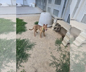 Mountain Cur-Vizsla Mix Dogs for adoption in Maquoketa, IA, USA