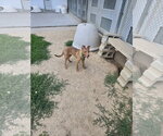 Small Mountain Cur-Vizsla Mix