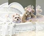 Small #22 Maltese
