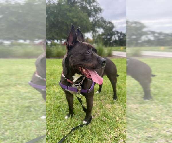Medium Photo #2 Mutt Puppy For Sale in Pompano Beach , FL, USA