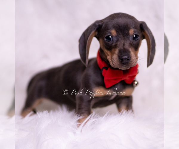 Medium Photo #64 Dachshund Puppy For Sale in WARSAW, IN, USA