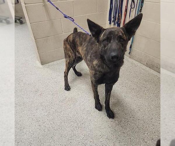Medium Photo #1 Dutch Shepherd -Unknown Mix Puppy For Sale in Conroe, TX, USA