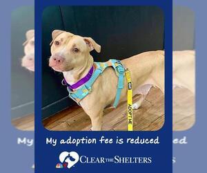 American Pit Bull Terrier Dogs for adoption in Boston, MA, USA
