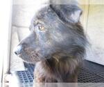 Small Australian Shepherd Mix