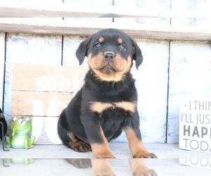 Rottweiler Puppy for sale in CANTON, OH, USA