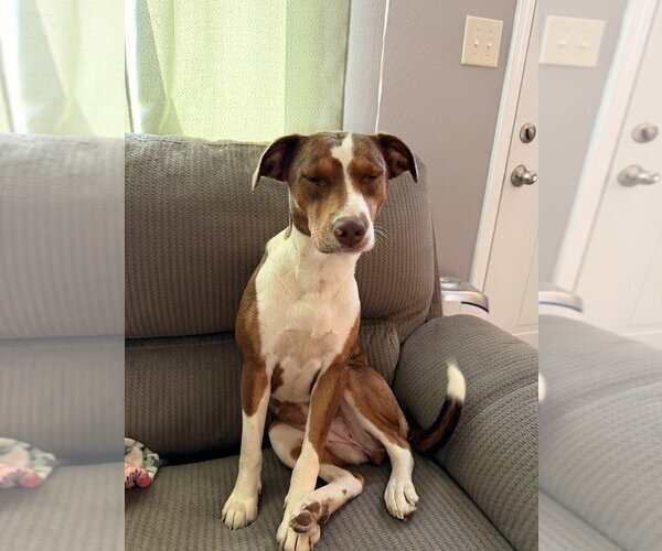 Medium Photo #1 Mutt Puppy For Sale in Boston, MA, USA