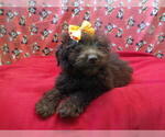 Small #3 F2 Aussiedoodle