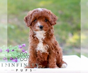 Cavapoo (Miniature) Puppy for sale in LITITZ, PA, USA