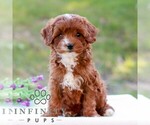 Dorthy - Female Cavapoo (Miniature) Puppy for Sale - Small photo