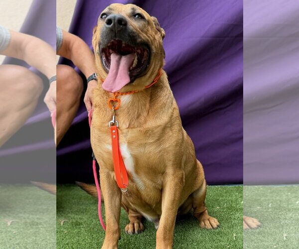Medium Photo #1 Mastiff Puppy For Sale in Goodyear, AZ, USA