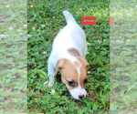 Puppy Annie Jack Russell Terrier