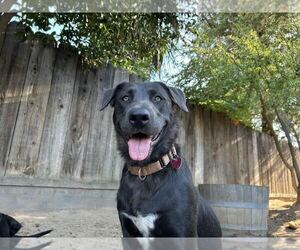 Labrador Retriever-Unknown Mix Dogs for adoption in Clovis, CA, USA