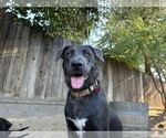 Small Labrador Retriever Mix