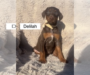 Doberman Pinscher Puppy for sale in POMEROY, OH, USA