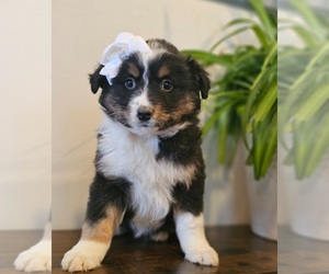 Australian Shepherd Puppy for sale in INDIANAPOLIS, IN, USA