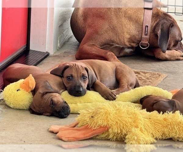 Medium Photo #14 Rhodesian Ridgeback Puppy For Sale in MADISON, GA, USA