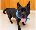 Small #2 French Bulldog Mix