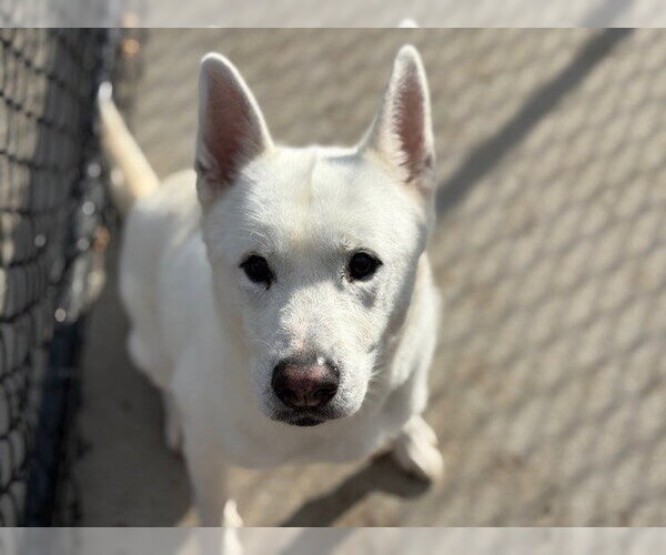 Medium Photo #1 Siberian Husky-Unknown Mix Puppy For Sale in Tulsa, OK, USA