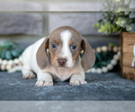 Puppy Timber Dachshund