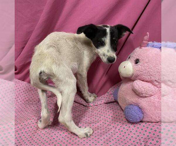 Medium Photo #1 Border Collie-Unknown Mix Puppy For Sale in Modesto, CA, USA