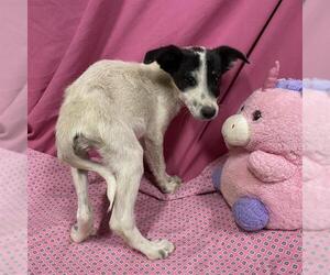 Border Collie-Unknown Mix Dogs for adoption in Modesto, CA, USA