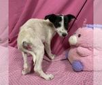 Small Border Collie Mix