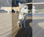 Small #6 Siberian Husky Mix